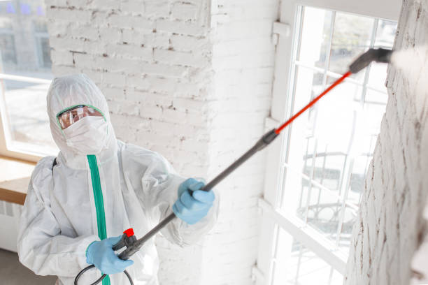 Best Mold Removal for HVAC Installations  in Galesville, MD